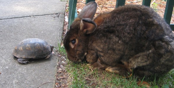 My advice? Bet on the rabbit. But, don't bet more money than you can afford to lose. Also, don't waste your money on animal race betting. Put it in a nice index fund. (Image courtesy Jessica Kramer via Flickr.)