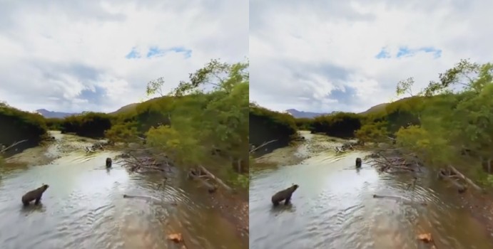 An immersive video of bears in Kamchatka.