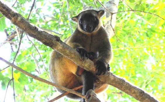 Lumholtz's Tree-kangaroo photo by Laurie Perks