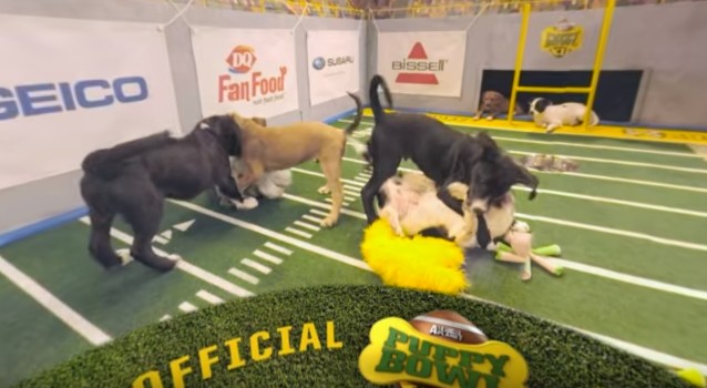 Still from the Puppy Bowl XII Highlight Reel.