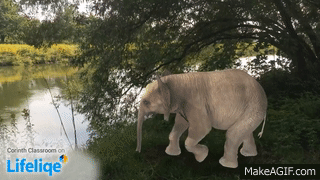 Baby Elephant gif -- lifeliqe
